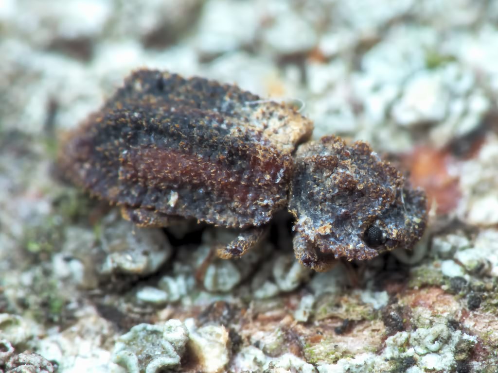 Endophloeus exculptus Germar, 1847